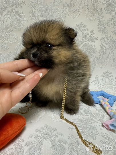 Медвежата шпицы