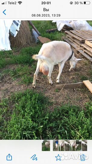 Козы дойные