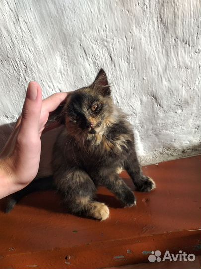 Кошка в дар бесплатно