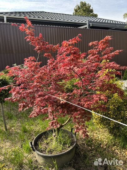 Японский клен