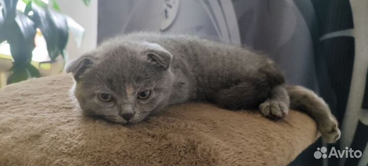 Котята вислоушки