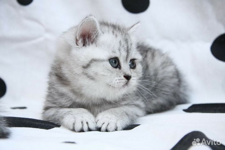 Красивые мраморные и пятнистые котята