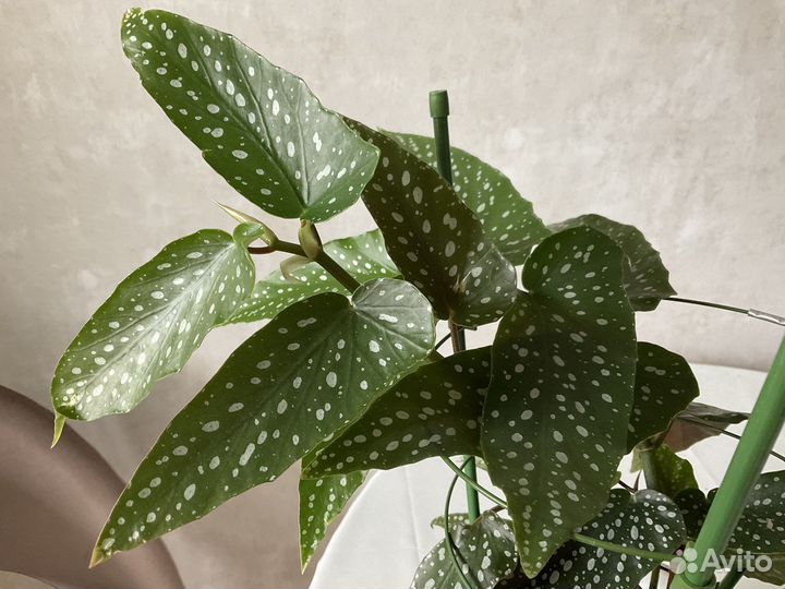 Бегонии тростниковые или кейн