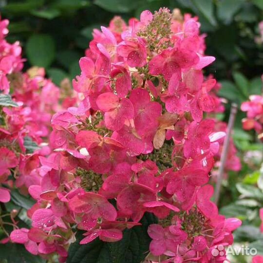 Гортензия Мега минди