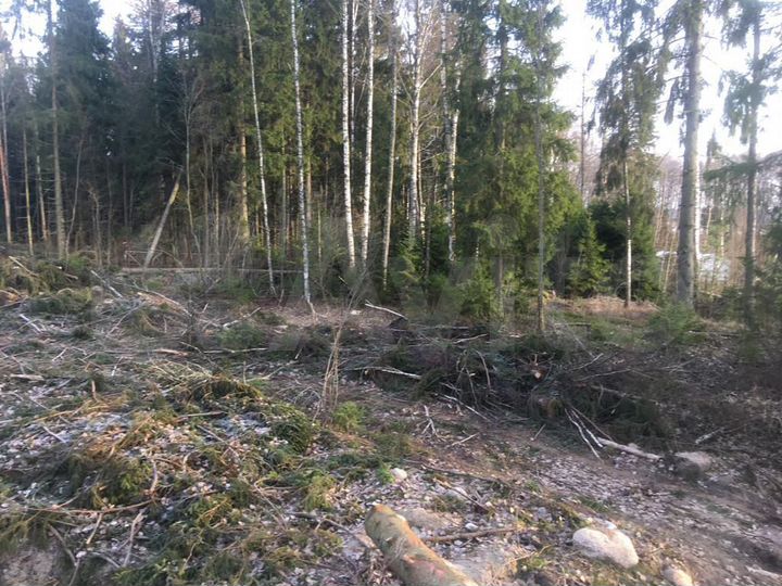 Участок 24 сот. (СНТ, ДНП)