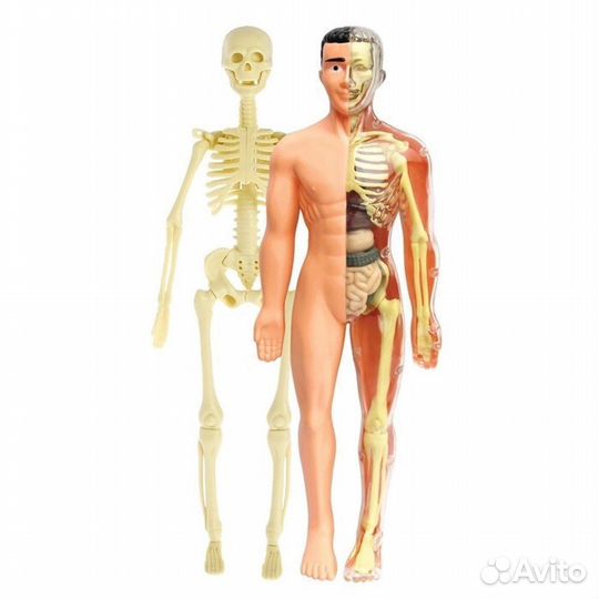 Научный опыт «Строение тела» 2 вида