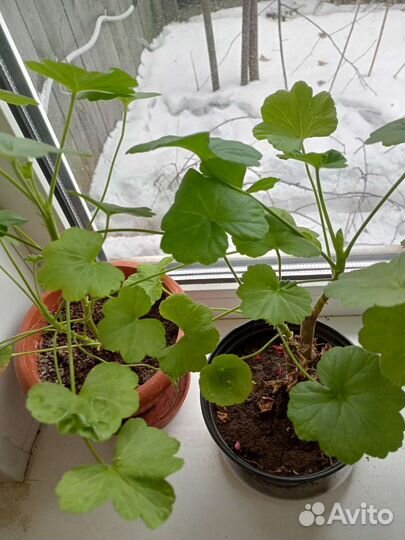 Пеларгония герань