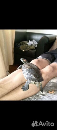 Продам Черепаху красноухую