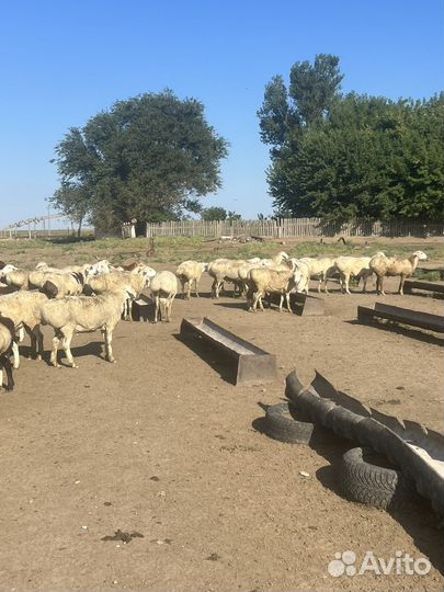 Бараны гиссарские