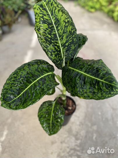 Дифенбахия Рефлектор