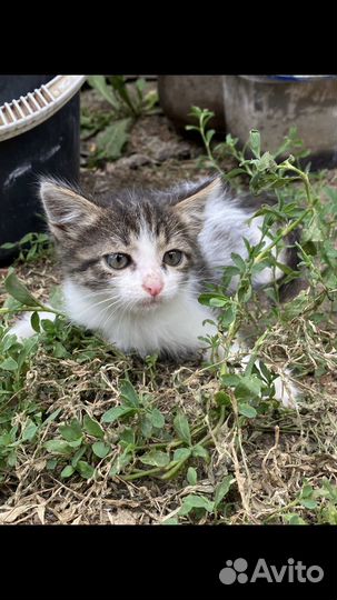 Котенок девочка