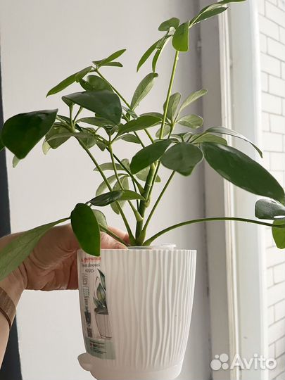 Шеффлера, фикус