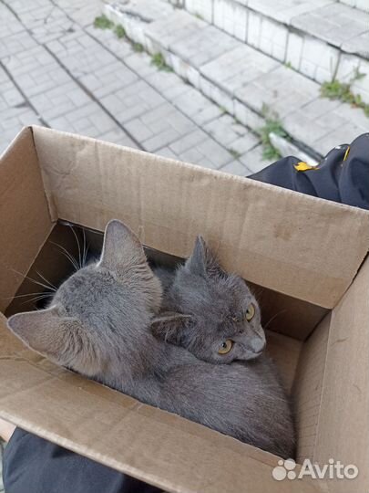 Котята маленькие