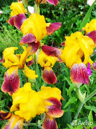 Ирис бородатые