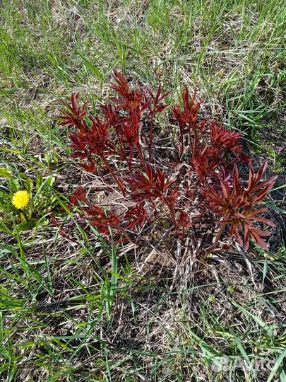 Пион розовый