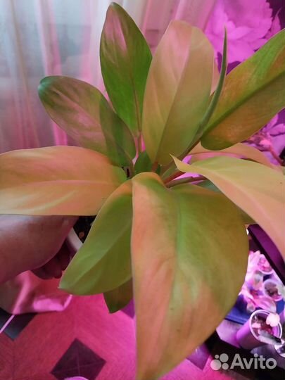 Филодендрон