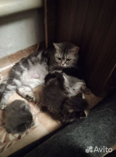 Красивые котята