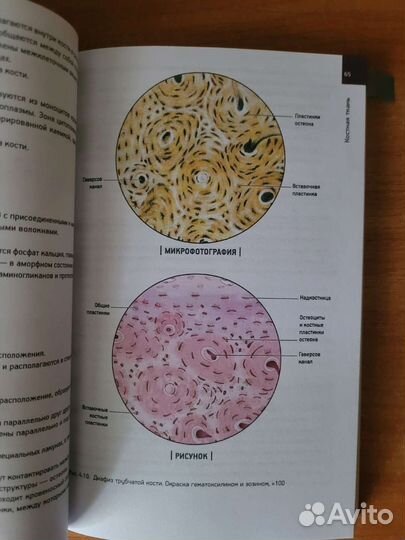 Учебник по гистологии. Гунин
