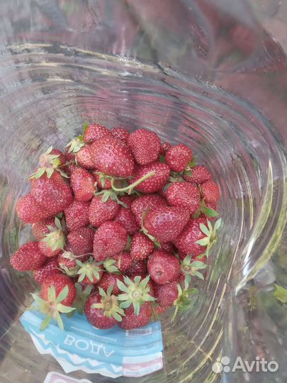 Рассада клубники