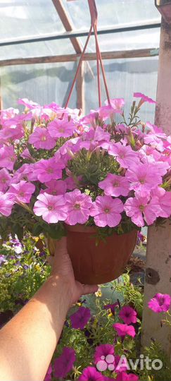 Цветы в горшках уличные