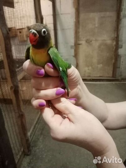 Попугаи неразлучники