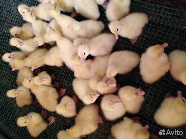 Муларды запись на 29 августа