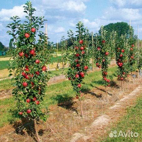 Сортировщик(ца)