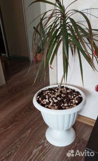 Вазоны, кашпо, горшок для цветов