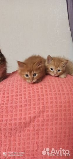 Кошки в добрые руки