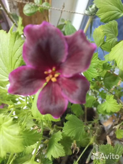 Тетростигма и другие комнатные цветы