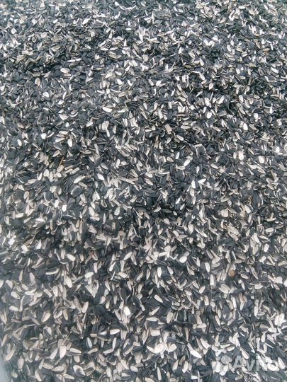 Шелуха подсолнечника (лузга)