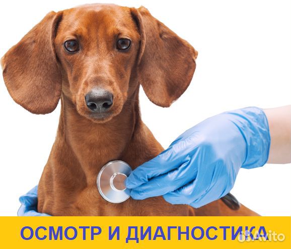 Врач-ветеринар. Выезд на дом круглосуточно