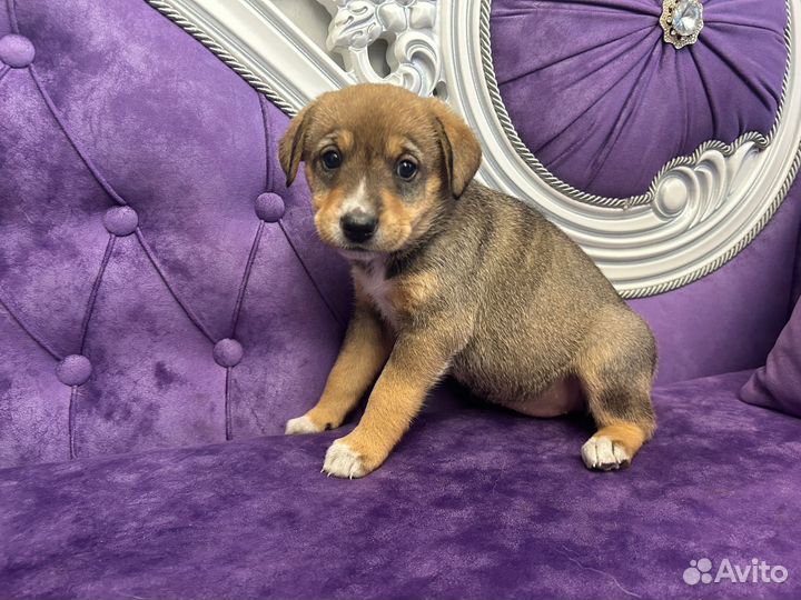 Щенок девочка