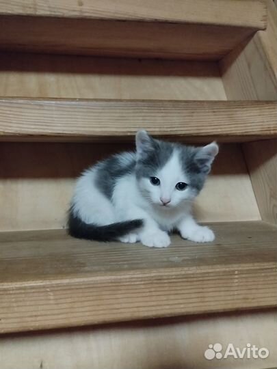 Отдам даром бесплатно