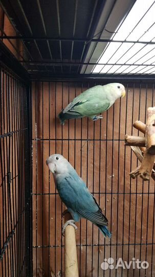 Неразлучники птенцы