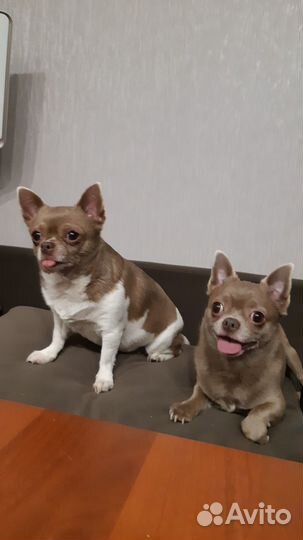 Вязка кобель чихуахуа