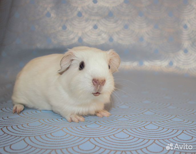 Морские свинки Английский селф