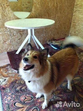 Зоо отдых кошек и собак