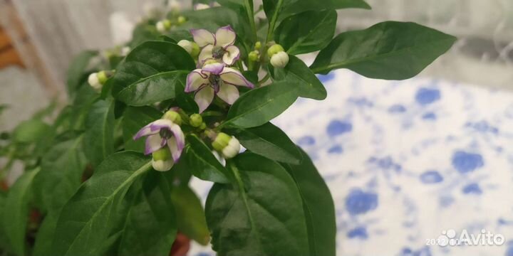 Перец декоративный