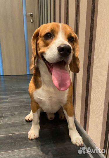 Вязка кобель бигль