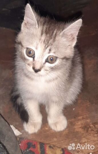 Котята