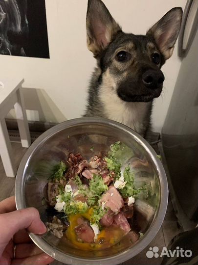 Услуги кинолога