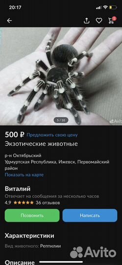 Кормовые пауки птицееды