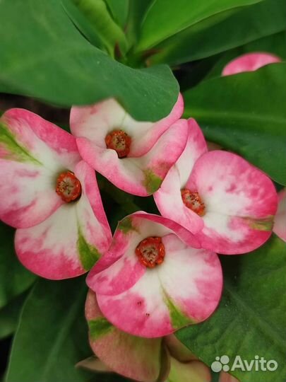 Эуфорбия миля укорененные черенки