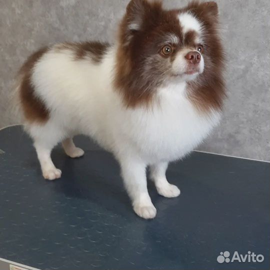 Уход за животными
