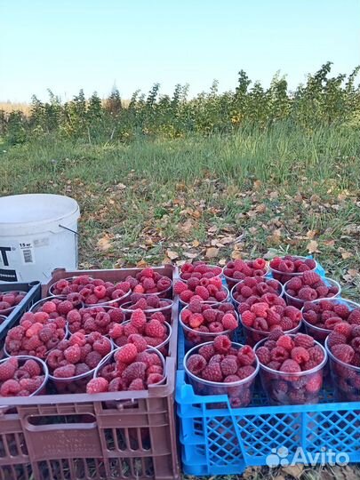 Саженцы малины