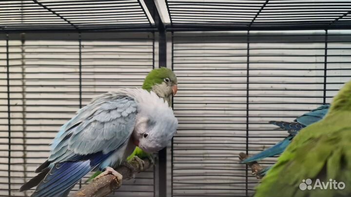 Калита манах Голубое серебро выкормыши