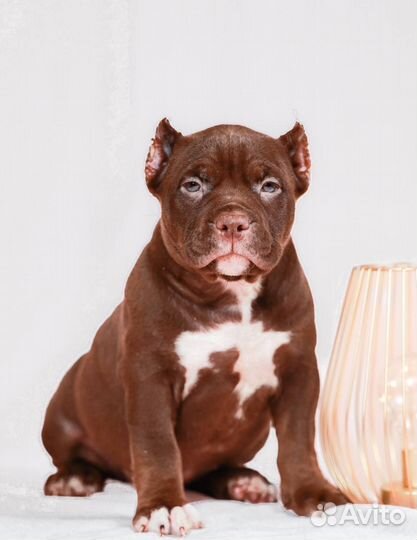 Девочка,покет,амбулли