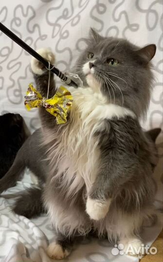 Кот в дар