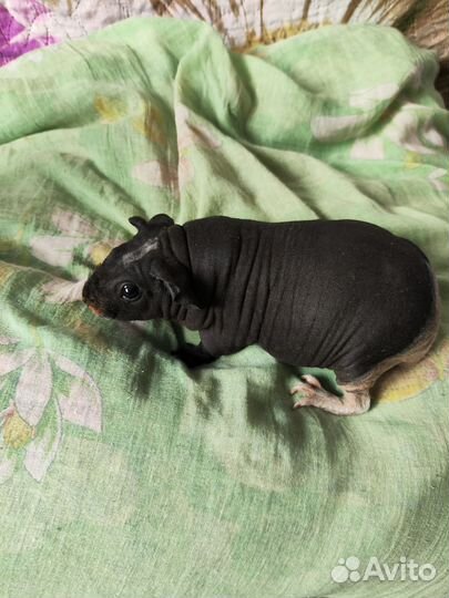 Морская свинка скинни